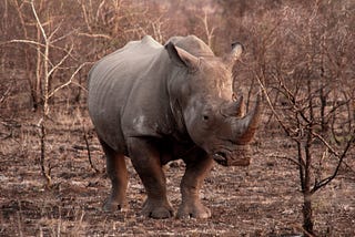 Top 5 Most Endangered Animals In The World