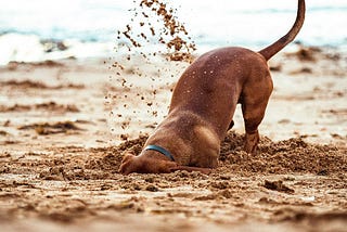 Why Do Dogs Dig? Understanding the Reasons Behind This Instinctual Behavior