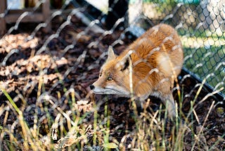 fox in an enclosure