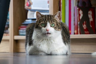 How To Reassure An Anxious Cat