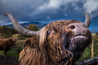 The Most Remarkable Beast in Scotland Packs a Bigger Punch than Mike Tyson