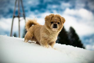 A Tropical Korean survives Estonian Winter