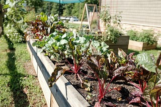 organic gardening mulch