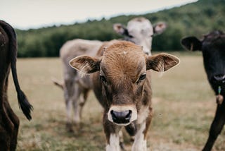 Springtime Calves