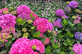 A shot of hydrangea in various shades of pink and purple.