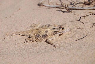 Creative Solutions for Species Management: The ESA Toolbox