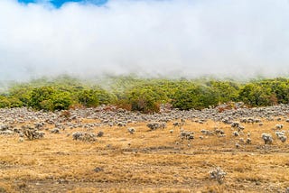 Bisnis Gelap dari Keindahan Gunung Gede