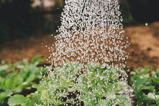 Water falls from a watering can onto green plants