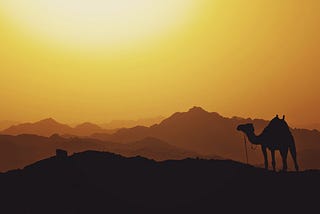 Camels, Lentil Soup and Palm Fronds: Running My First Ultramarathon in Sinai