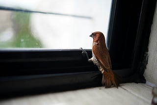 A bird looking through a window.