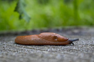 Are Slugs really Smart?