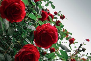 Red Roses Still Have Thorns | Romance as an Aesthetic