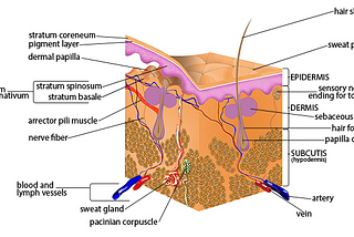 Best Kept Anti-aging and Skincare Secret — Cellular Turnover