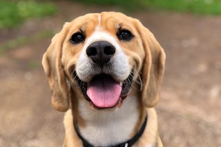 5 Exciting Games Your Pup Would Enjoy