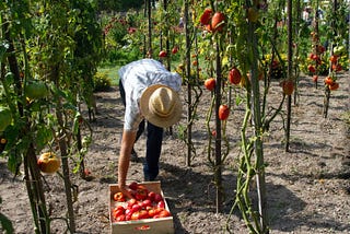What More Can We do to Help Food Insecurity?