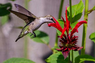 Cultivating a Pollinator Paradise for a Vibrant and Productive Garden