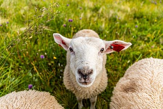 A sheep in a field of green grass looking up.