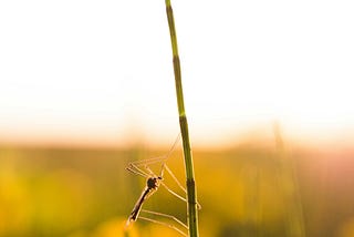 What Mosquito Bites Can Teach Us About Mindfulness and Acceptance