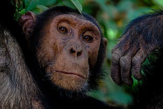 Why Chimps Should Rule the Planet