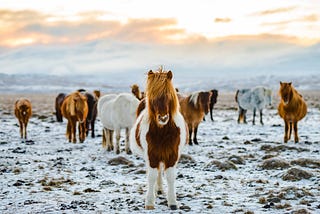 What time of year is it worth going on holiday to Iceland?