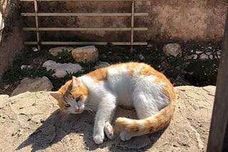 Cats of Jordan