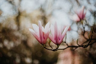 Peace in the Pause