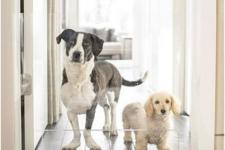 hiddin-clear-view-panel-freestanding-dog-gate-36-in-1