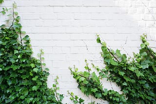 ivy growing up a white brick wall