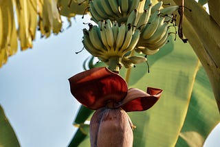 I Know You Need To Know How I Peel My Bananas!