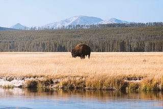 Bills and Yellowstone