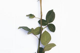 A Rose By Any Other Picture