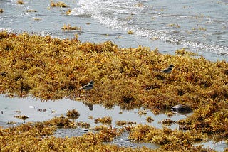 Problems With the Sargassum in the Mexican Caribbean Sea
