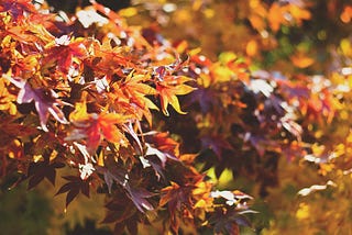 Bright autumn leaves on trees