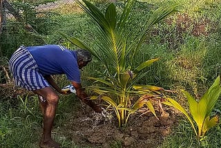 How long does a Coconut tree take to produce Coconuts?
