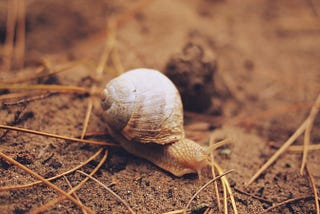 What can a snail teach you about productivity?