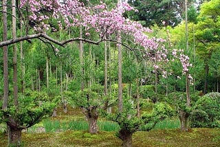 How to get wood without killing trees