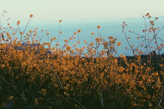 The Wild Marigolds of Seven Rivers, New Mexico