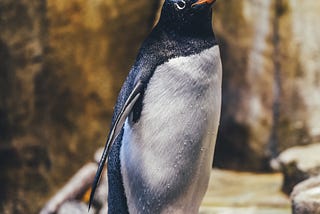 Do Penguins Really Fly? Or Bite?