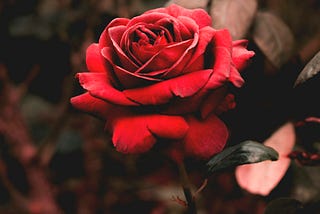 Outstanding picture of a red rose on a stem, apparently still in the garden, softly lit from above. You can almost smell it.