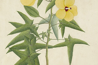 An illustration of two yellow Musk Mallow flowers, reddish brown centers, pale yellow stamen, the stigma is the same color as the center, their green leaves are five lobed, serrated edges with points. There are more detailed larger drawings of parts of the plant.