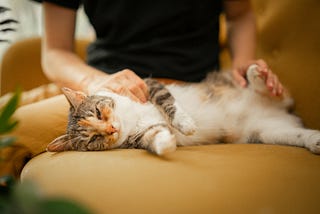 chilling cat