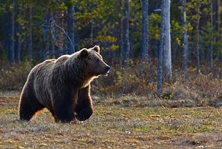 When I Arrived, Riding a Bear