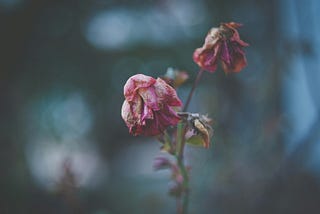 Two pink roses in a vase wilting. The background is blurry blue.