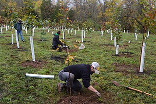 Planting a Tree- It's more complicated than you think