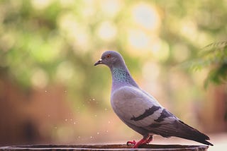 The Pigeon Challenges Your Biases