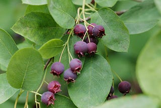 Purple juneberries on a background of green leaves.