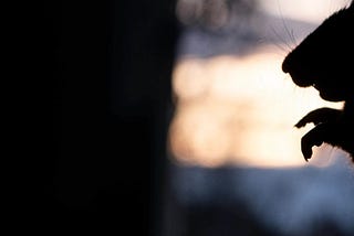 Why Vietnam’s Rat Removal Program Backfired — Big Time