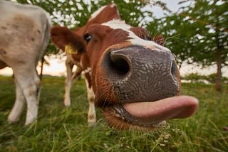 Cows! Cows! Cows!