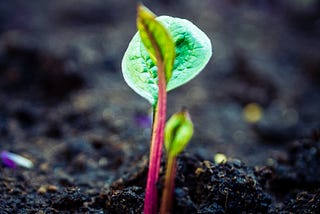 Soil Microbiome & Carbon Cycling Under Climate Crisis