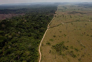 Disappearing Forest